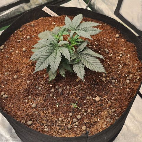 Durga Mata II CBD growlog timeline photo
