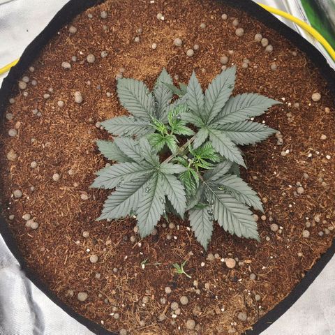 Durga Mata II CBD growlog timeline photo