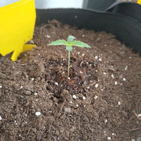 Amnesia Haze - Automatic  growlog timeline photo