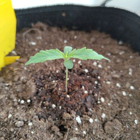 Amnesia Haze - Automatic  growlog timeline photo