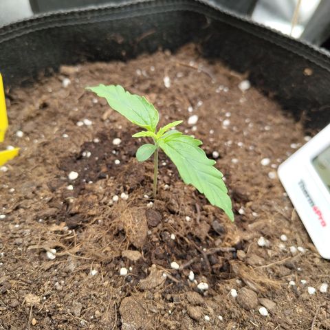 Amnesia Haze - Automatic  growlog photo: Lampe 60% 30 cm über Spitze 
Ca. 30 °C am Topf
Ca. 28°C oben
RLF: 60 %