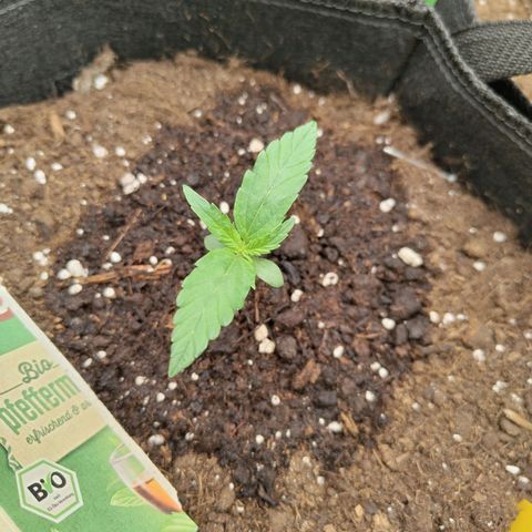 Amnesia Haze - Automatic  growlog timeline photo