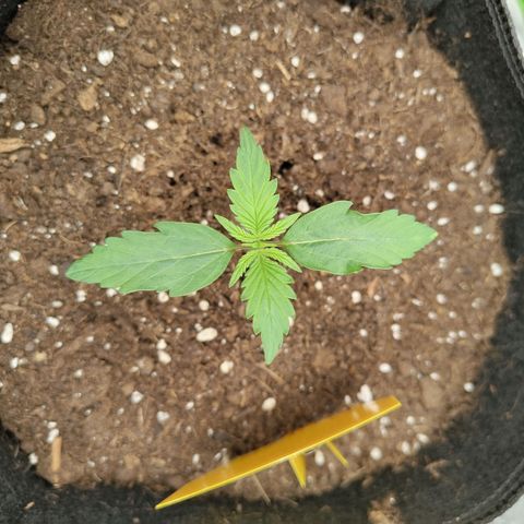 Amnesia Haze - Automatic  growlog timeline photo
