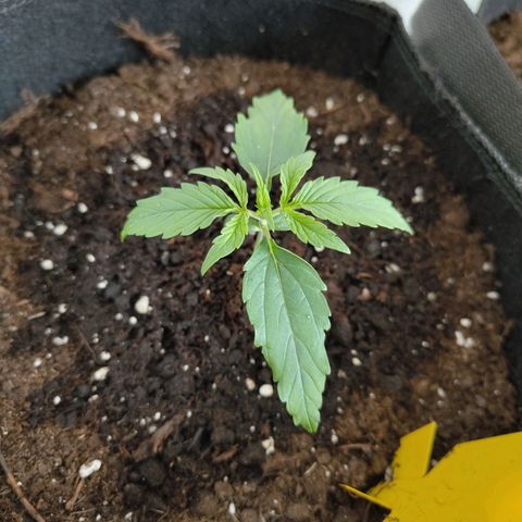 Amnesia Haze - Automatic  growlog timeline photo