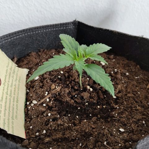 Amnesia Haze - Automatic  growlog timeline photo