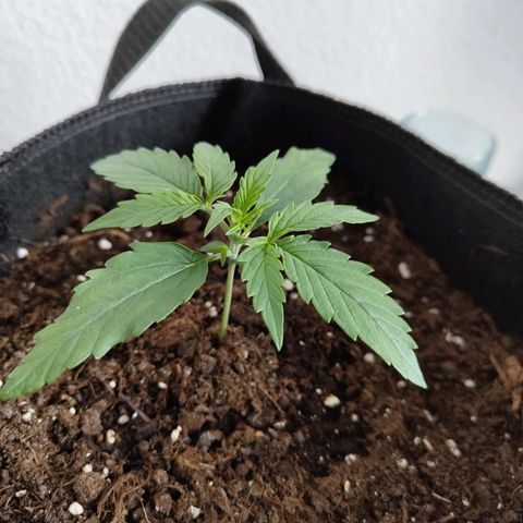Amnesia Haze - Automatic  growlog timeline photo
