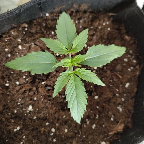 Amnesia Haze - Automatic  growlog timeline photo