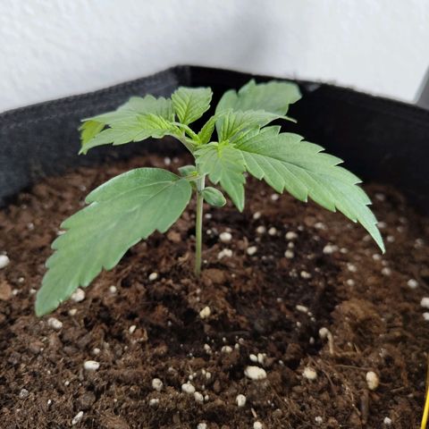 Amnesia Haze - Automatic  growlog timeline photo