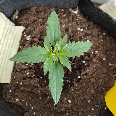 Amnesia Haze - Automatic  growlog timeline photo