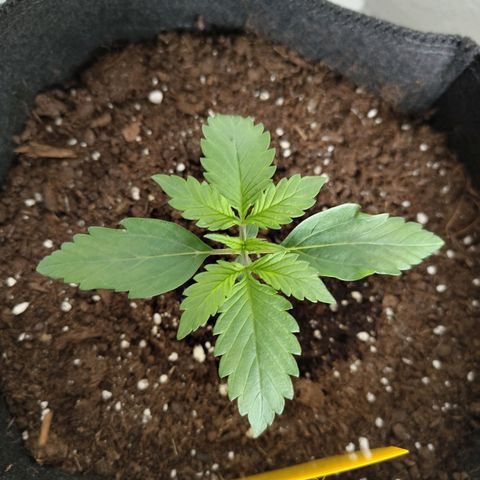 Amnesia Haze - Automatic  growlog timeline photo