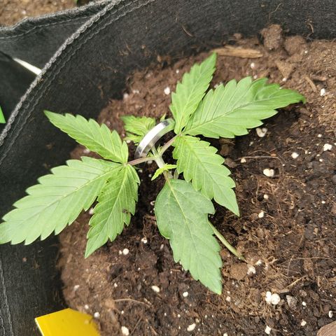 Amnesia Haze - Automatic  growlog timeline photo