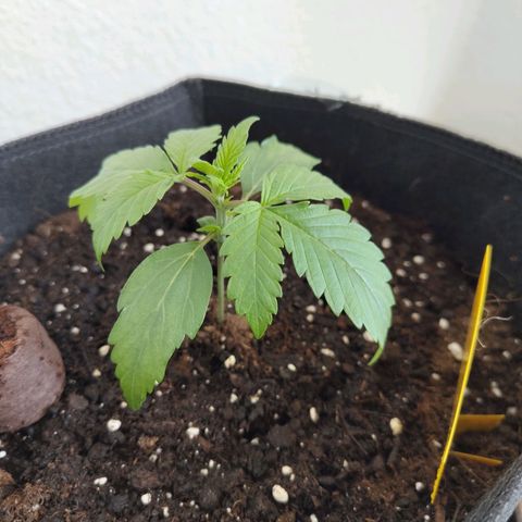 Amnesia Haze - Automatic  growlog timeline photo