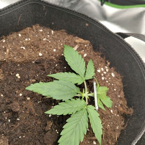 Amnesia Haze - Automatic  growlog timeline photo