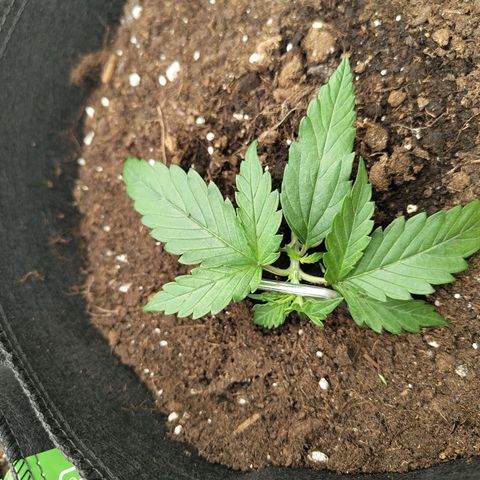 Amnesia Haze - Automatic  growlog timeline photo