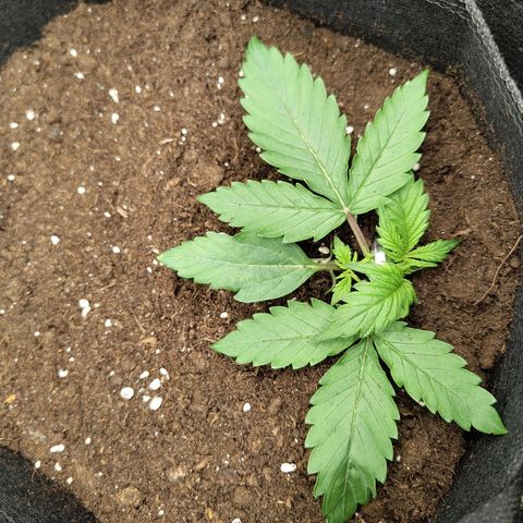 Amnesia Haze - Automatic  growlog timeline photo