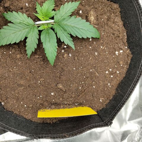 Amnesia Haze - Automatic  growlog timeline photo