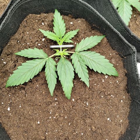 Amnesia Haze - Automatic  growlog timeline photo