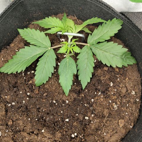 Amnesia Haze - Automatic  growlog timeline photo