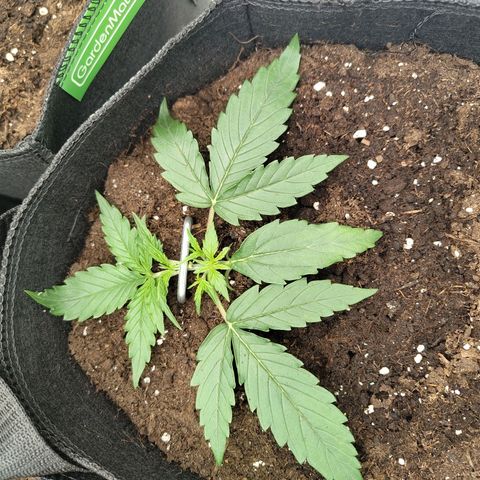 Amnesia Haze - Automatic  growlog timeline photo