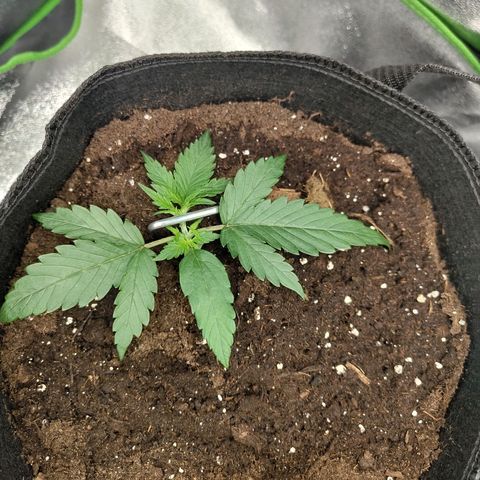 Amnesia Haze - Automatic  growlog timeline photo