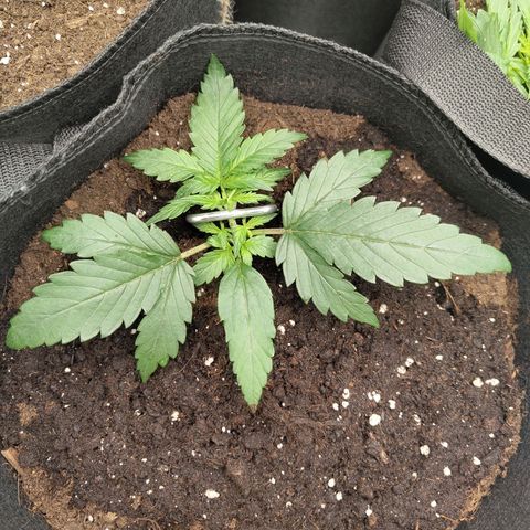 Amnesia Haze - Automatic  growlog timeline photo