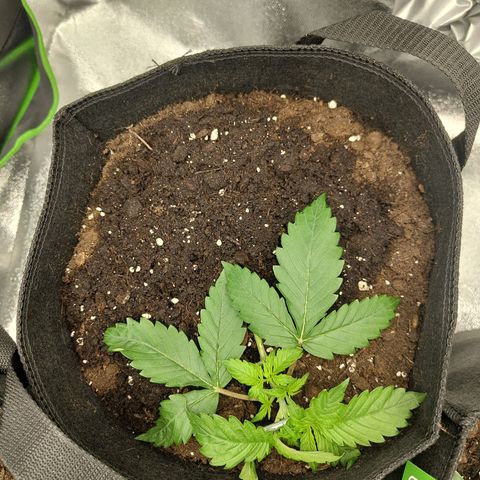 Amnesia Haze - Automatic  growlog timeline photo