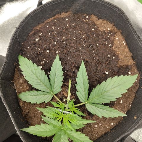 Amnesia Haze - Automatic  growlog timeline photo