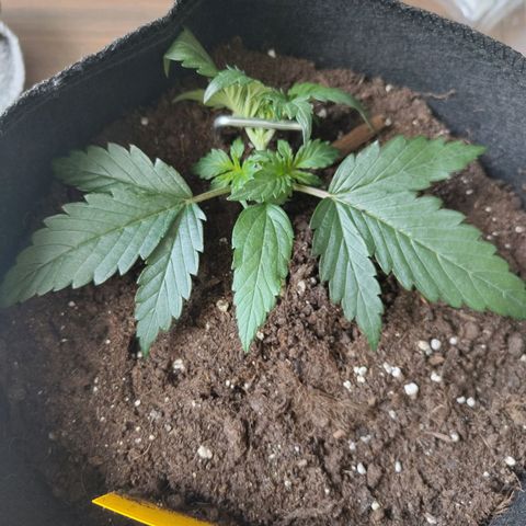Amnesia Haze - Automatic  growlog timeline photo