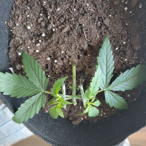 Amnesia Haze - Automatic  growlog timeline photo