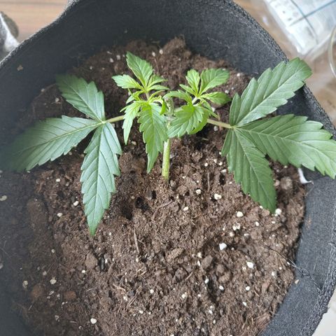 Amnesia Haze - Automatic  growlog timeline photo
