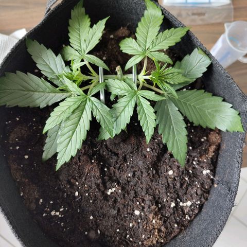 Amnesia Haze - Automatic  growlog timeline photo