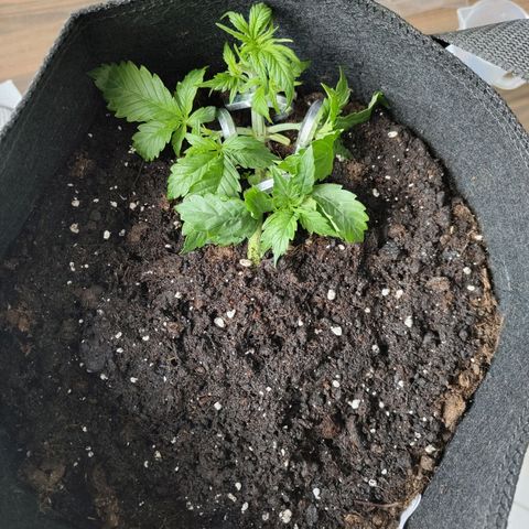 Amnesia Haze - Automatic  growlog timeline photo