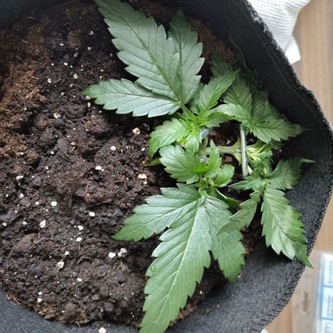 Amnesia Haze - Automatic  growlog timeline photo