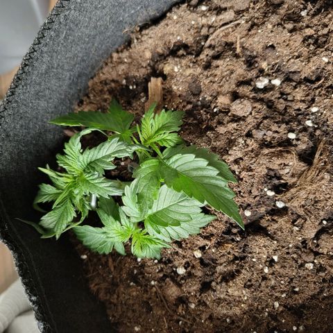 Amnesia Haze - Automatic  growlog timeline photo