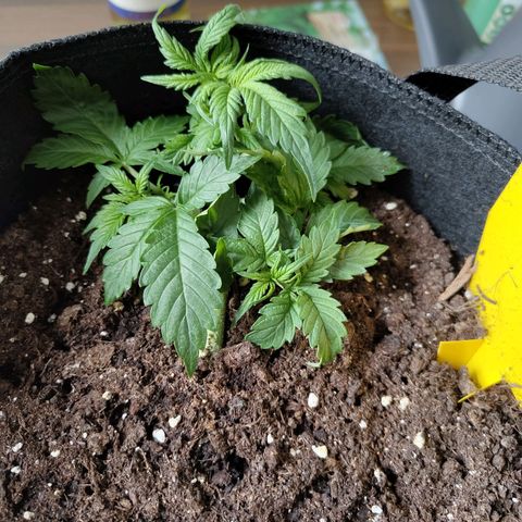 Amnesia Haze - Automatic  growlog timeline photo