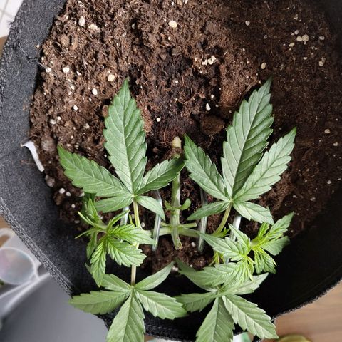 Amnesia Haze - Automatic  growlog timeline photo