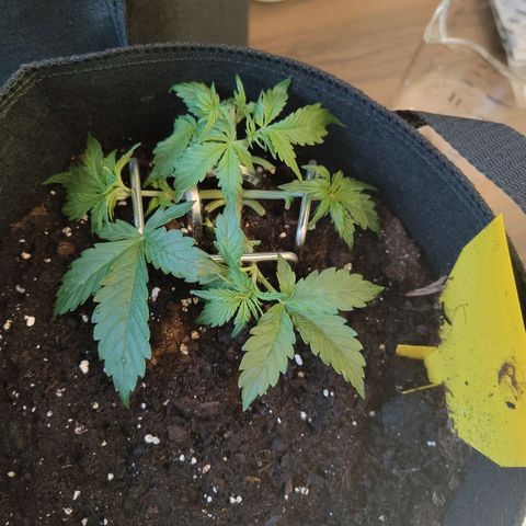 Amnesia Haze - Automatic  growlog timeline photo