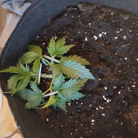 Amnesia Haze - Automatic  growlog timeline photo