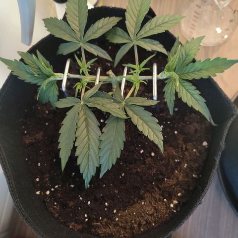 Amnesia Haze - Automatic  growlog timeline photo