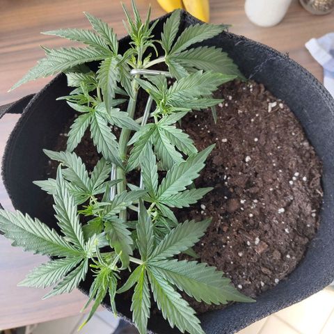 Amnesia Haze - Automatic  growlog timeline photo