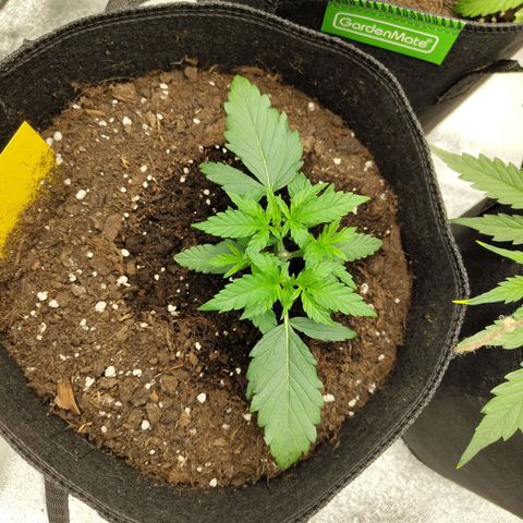 Auto Minz growlog timeline photo