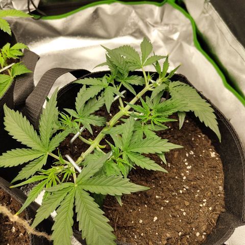 Amnesia Haze - Automatic  growlog timeline photo