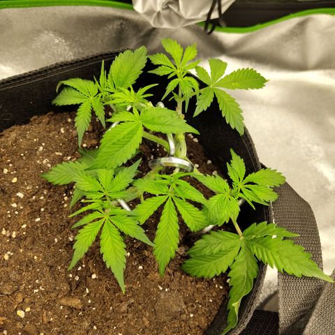 Amnesia Haze - Automatic  growlog timeline photo