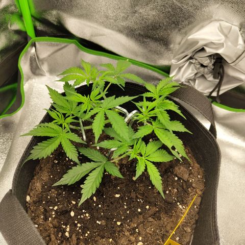 Amnesia Haze - Automatic  growlog timeline photo