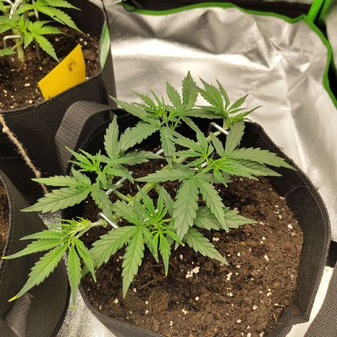 Amnesia Haze - Automatic  growlog timeline photo