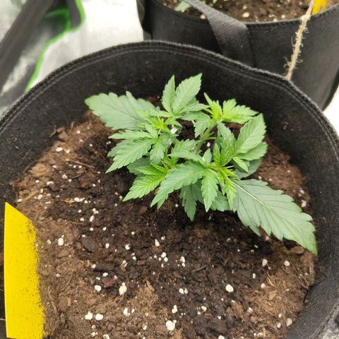 Auto Minz growlog timeline photo