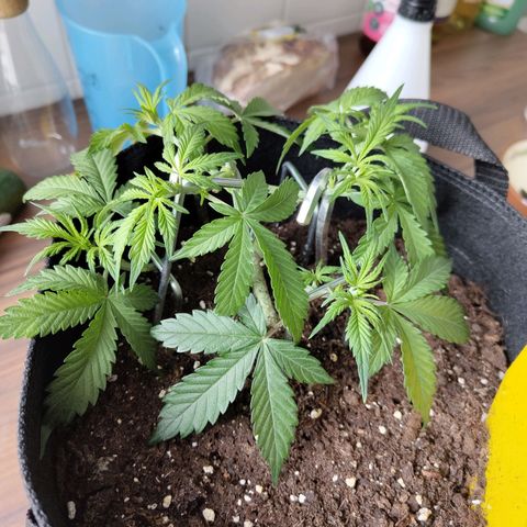 Amnesia Haze - Automatic  growlog timeline photo