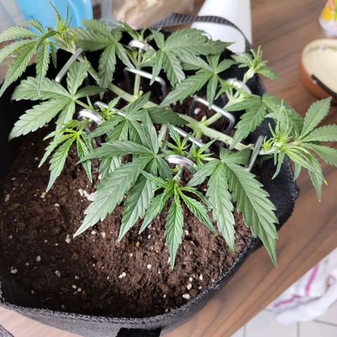 Amnesia Haze - Automatic  growlog timeline photo
