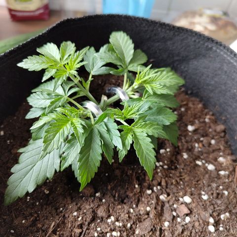 Auto Minz growlog timeline photo