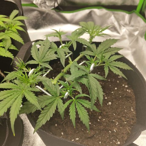 Amnesia Haze - Automatic  growlog timeline photo